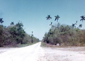 Jane's Scenic Drive near the Florida Everglades.