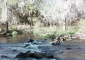 View showing the "Rapids" at Hillsborough River State Park in Thonotosassa, Florida.