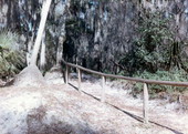 Nature trail at Hillsborough River State Park in Thonotosassa, Florida.