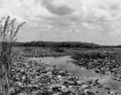 Scenic view of the St. Johns River.