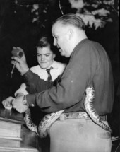 Rattlesnake being milked during a Ross Allen Reptile Institute demonstration at the School for Boys in Marianna, Florida.