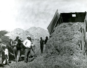 African American boys working on farm at the School for Boys in Marianna, Florida.