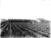 Farmers in a field of potatoes with corn in the background on a farm in the Everglades Drainage District.