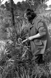 Margaret Cypress gathering sweetgrass for baskets- Immokalee, Florida