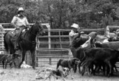 Cowboys and catch dogs herding cattle at the Folk Festival ranching area- White Springs, Florida