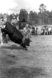 Bull riding at the Macclenny Rodeo- Macclenny, Florida