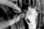 Injecting growth hormones into a cow's ear at Buck Island Ranch- Lake Placid, Florida