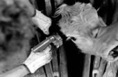 Injecting growth hormones into a cow's ear at Buck Island Ranch- Lake Placid, Florida