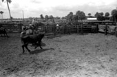 Cattle pens at Buck Island Ranch- Lake Placid, Florida