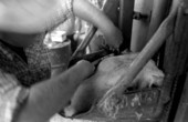 Ronnie Sylvester putting anti-fly tags on a cow's ear at Buck Island Ranch- Lake Placid, Florida