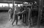 Sarah Childs worming a cow while Ronnie Sylvester looks on at Buck Island Ranch- Lake Placid, Florida