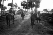 Ronnie Sylvester, Lloyd McGee, and Terry Myers preparing to herd cattle at Buck Island Ranch- Lake Placid, Florida