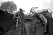 Saddle and whip to be used to herd cattle at Buck Island Ranch- Lake Placid, Florida