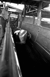 Bull making its way through a separating chute at Buck Island Ranch- Lake Placid, Florida