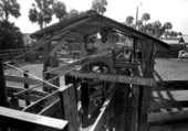 Terry Myers sitting on top of the separating chute at Buck Island Ranch- Lake Placid, Florida