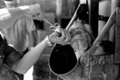 Roger McGee worming a cow at Buck Island Ranch- Lake Placid, Florida