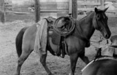 Cattle horse with slicker and whip at Buck Island Ranch- Lake Placid, Florida