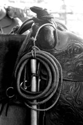Whip on the saddle of a horse at Buck Island Ranch- Lake Placid, Florida