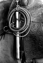 Whip on the saddle of a horse at Buck Island Ranch- Lake Placid, Florida
