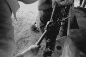 Cowboys dehorning a cow at Buck Island Ranch- Lake Placid, Florida