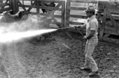 Lloyd McGee spraying cattle with a hose at Buck Island Ranch- Lake Placid, Florida