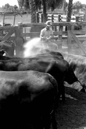 Lloyd McGee spraying cattle with a hose at Buck Island Ranch- Lake Placid, Florida