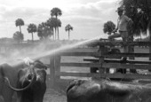 Lloyd McGee spraying cattle with a hose at Buck Island Ranch- Lake Placid, Florida