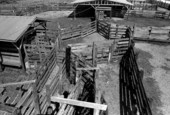 Cattle pens on Maxcy Ranch- Frostproof, Florida