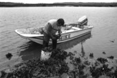 Mike Hilchey collecting oysters on Simpson's Creek.- Jacksonville, Florida.