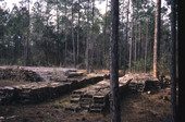 Turpentining supplies in pine forest.