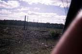 Area that has been cut by loggers.