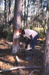 Turpentine industry worker collecting gum from pine tree.