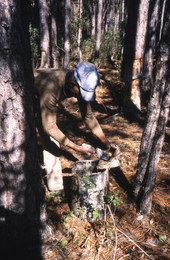 Turpentine industry worker collecting gum from pine tree.