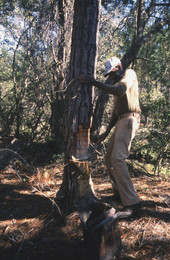 Turpentine industry worker collecting gum from pine tree.
