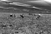 Workers cutting leather leaf ferns under saran shade covering at the Albin Hagstrom & Son fernery - Pierson, Florida