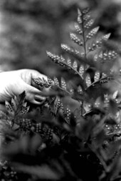 Leather leaf fern gone to seed at the Albin Hagstrom & Son fernery - Pierson, Florida