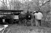 Wheelwright and coach maker John Luther and his apprentices hitching mules to a wagon - McAlpin, Florida