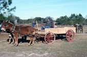 Raymond Richardson, apprentice of wheelwright and coach maker John Luther, and his team of mules- McAlpin, Florida