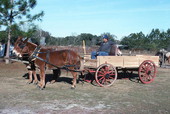 Raymond Richardson, apprentice of wheelwright and coach maker John Luther, and his team of mules- McAlpin, Florida