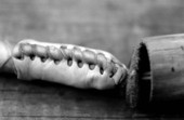 Detailed view of a portion of a whip made by George "Junior" Mills - Okeechobee, Florida.