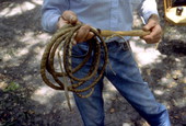 George "Junior" Mills hold a whip he has been using for 11 years - Okeechobee, Florida.