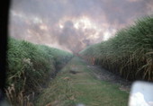 Smoke rising from a burning sugar cane field - Pahokee, Florida