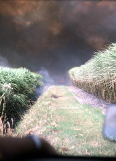 Smoke rising from a burning sugar cane field - Pahokee, Florida