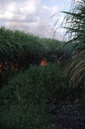 Burning a sugar cane field - Pahokee, Florida