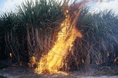 Burning a sugar cane field - Pahokee, Florida