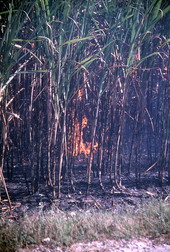 Burning sugar cane field at Osceola Farms - Pahokee, Florida