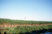 Helicopter spraying sugarcane field - Moore Haven, Florida