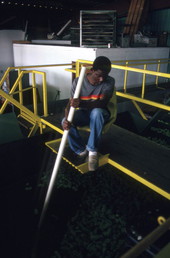 Worker moving peppers from trough to conveyor - Boynton Beach, Florida.