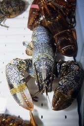 Lobster for sale at Pinder's Fish Market - Riviera Beach, Florida.