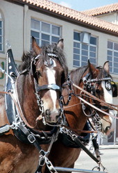 Clydesdale horses pulling wagon in St. Patrick's Day parade - Lake Worth, Florida.